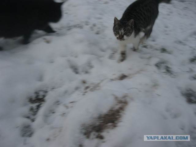 Жизнь домашнего приюта для котеек 421