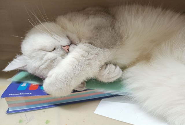 Котовторнику посвящается
