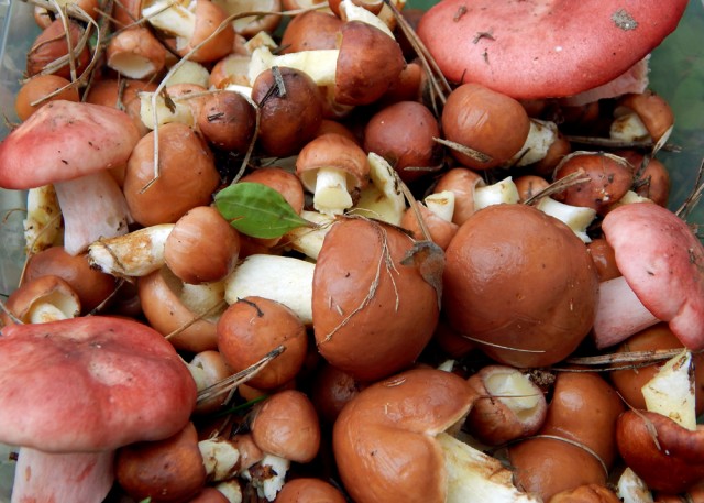 Уральское лето моими глазами