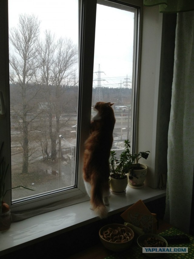 Котовторник 23.04.2013