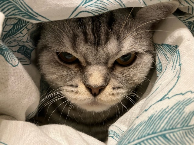 Котовторник уже пришёл?