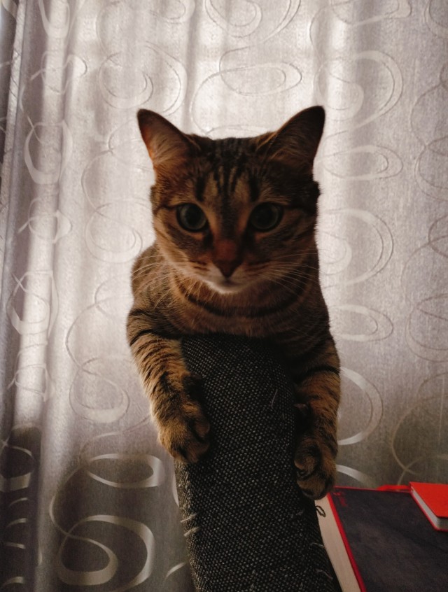 А у нас лапки