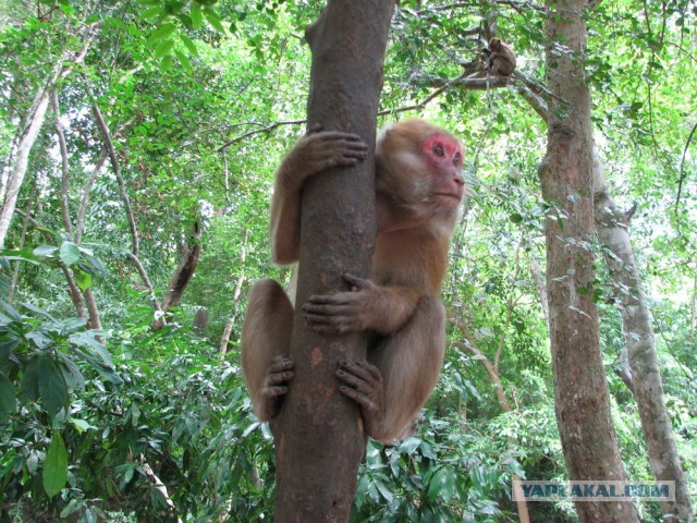 Гости города на празднике победы