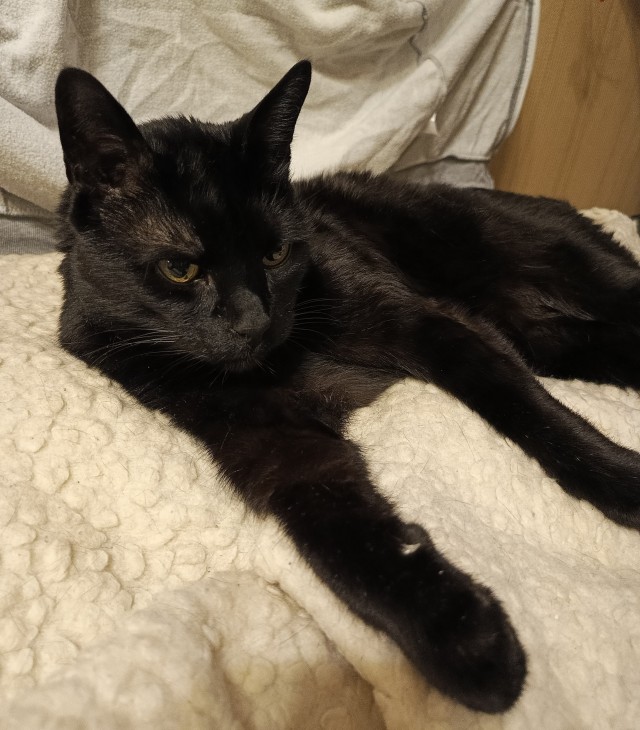 Кот федя косоглазый