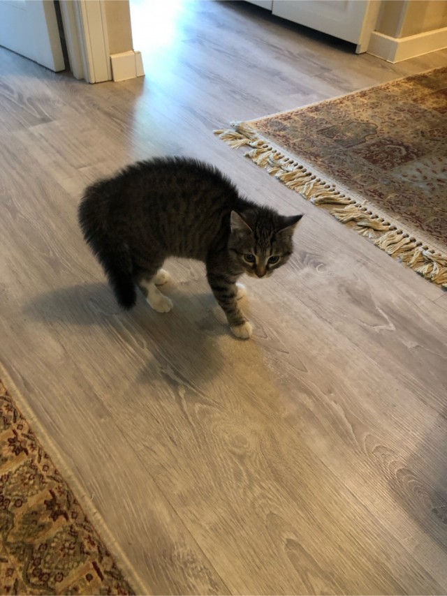 Котовторник
