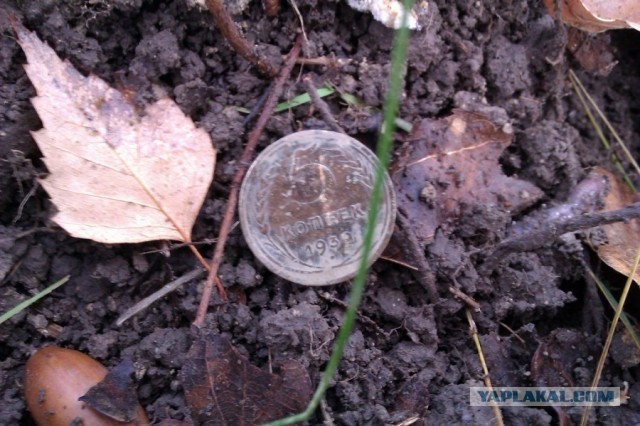 Находки в обычном парке