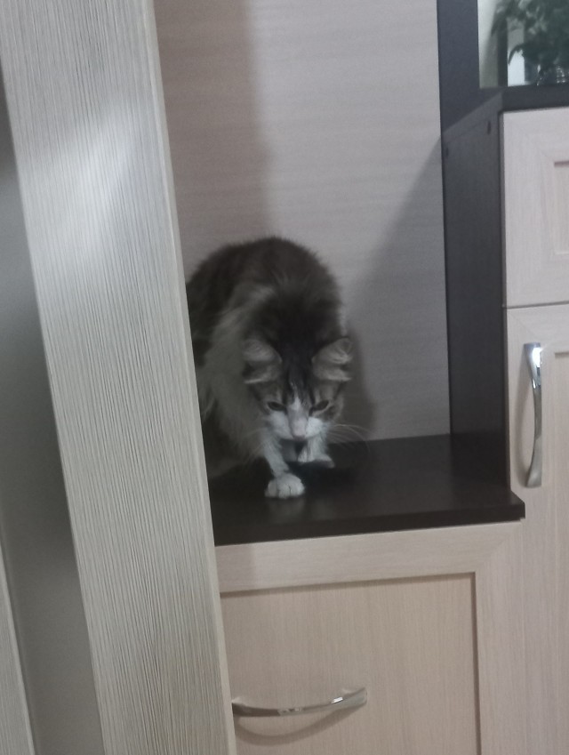 Найден самый красивосрущий кот