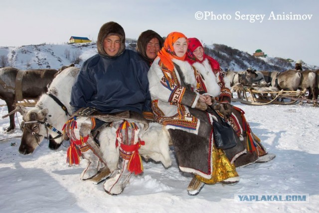 Красота! Лето на Ямале. Фото