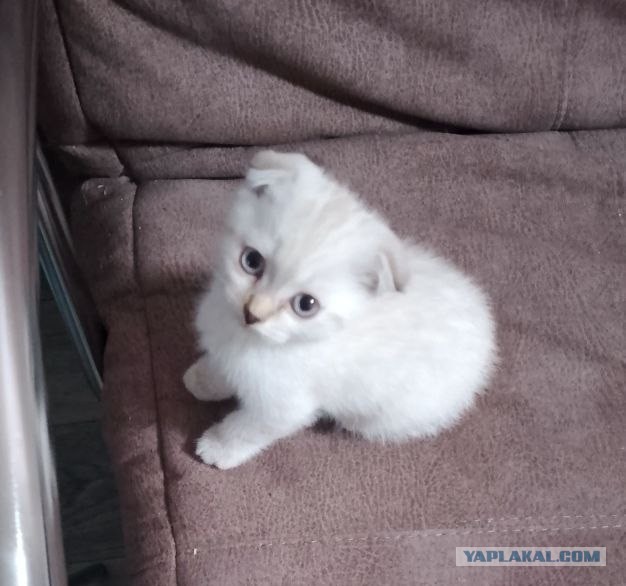 Вот и меня взяли в рабство