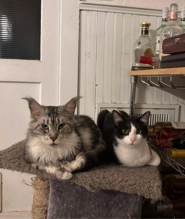Котовторник