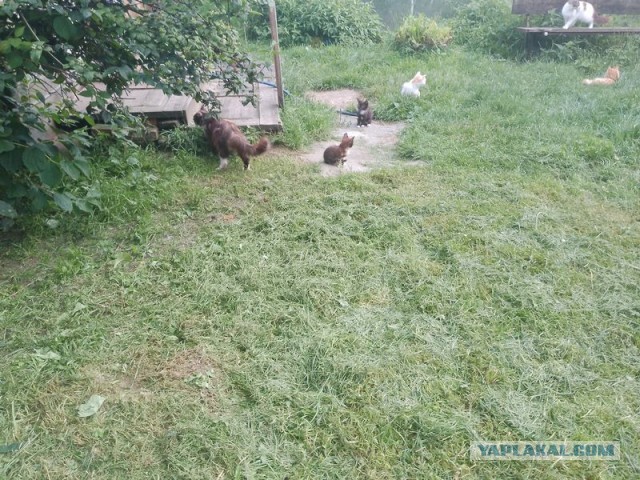 Жизнь домашнего приюта для котеек 552