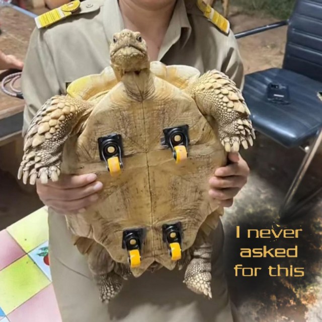 Черепахе показали как ускориться