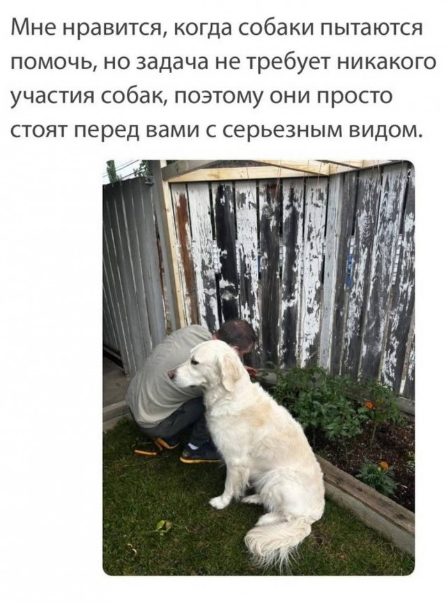 Картинки для деградации 41 (разной степени свежести)