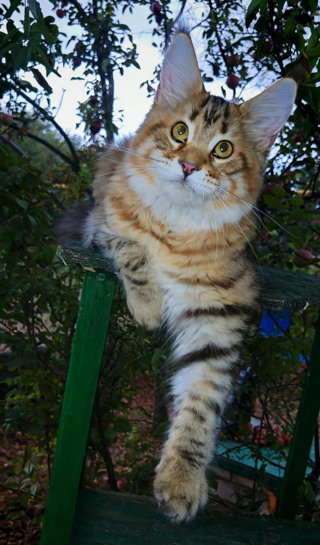 Котовторник. Дорофей!