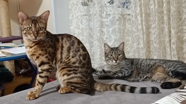 Котовторник.Наши модели