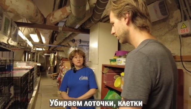 Три интересных факта о котах Эрмитажа