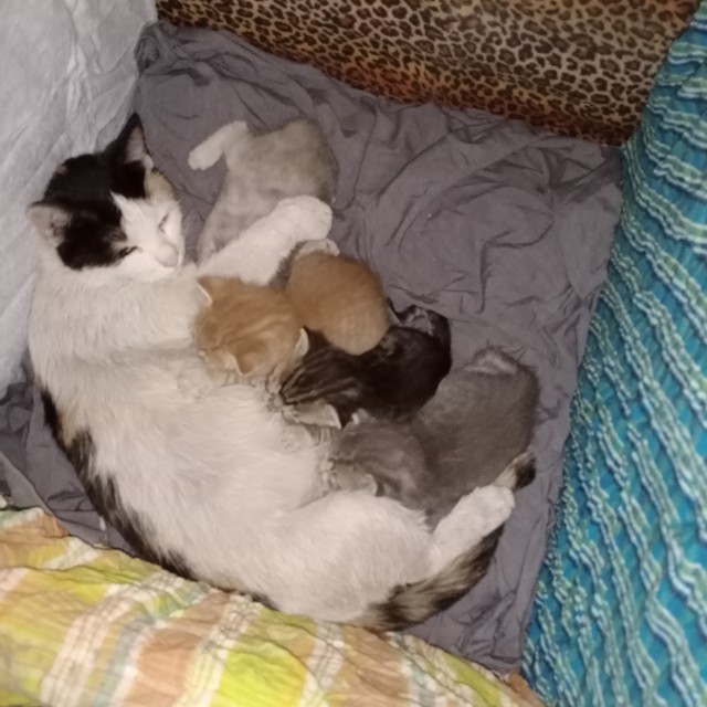 Не забываем о Котовторнике!