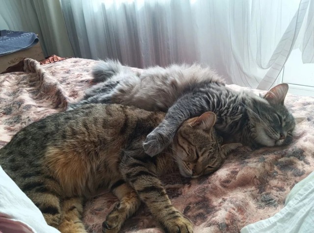 Котовторник. Моё зверьё