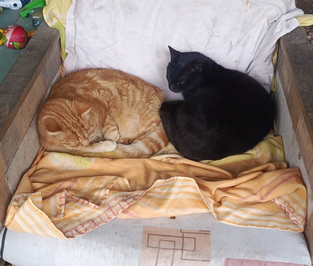 Милые цифровые арты с котиками