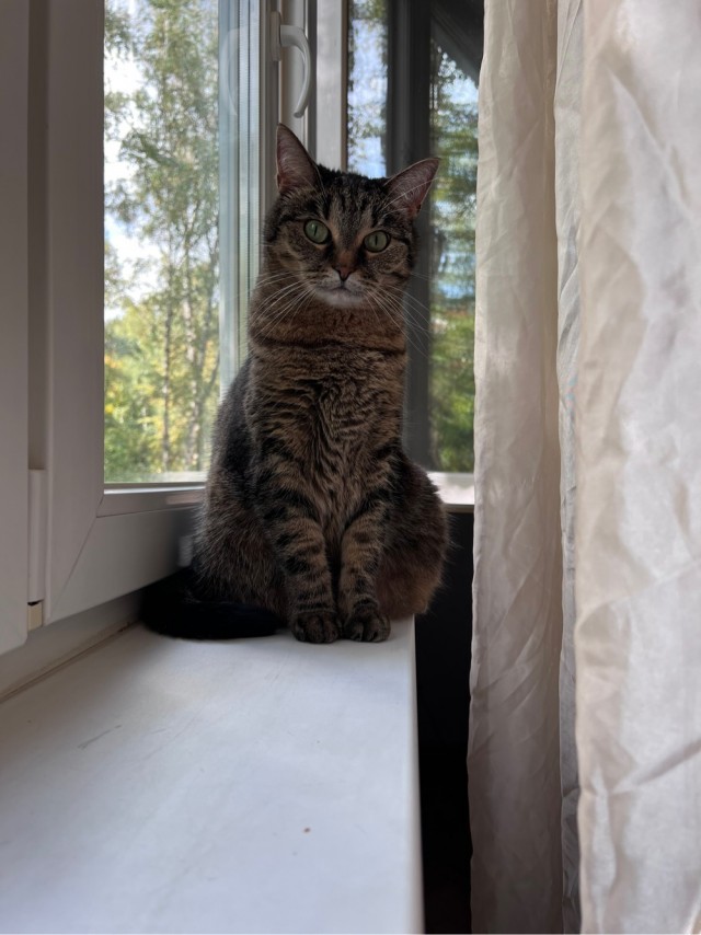Очередной котовторник