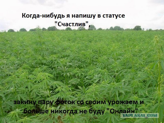 Интересные факты о телевикторине Поле чудес