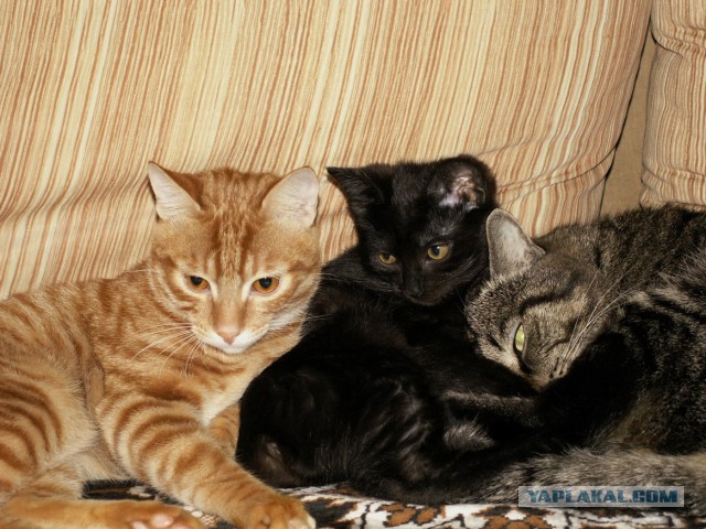 Котовторник  10.12.2013