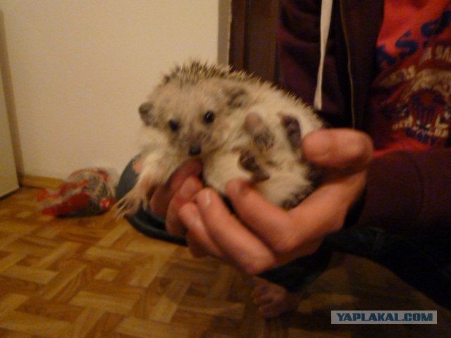 Йож