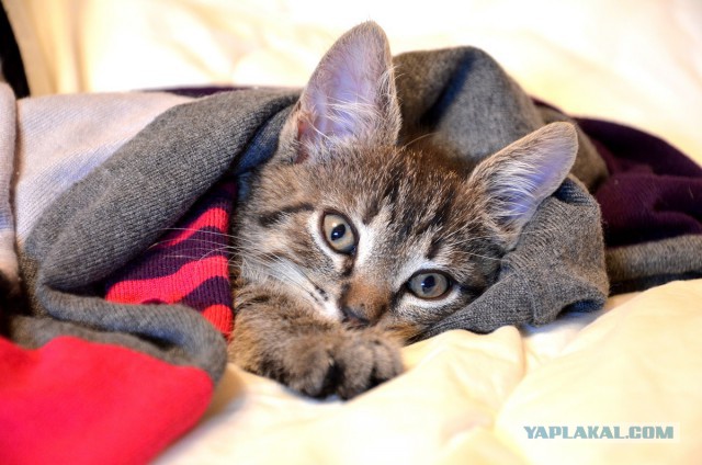 Котовторник  08.04.2014