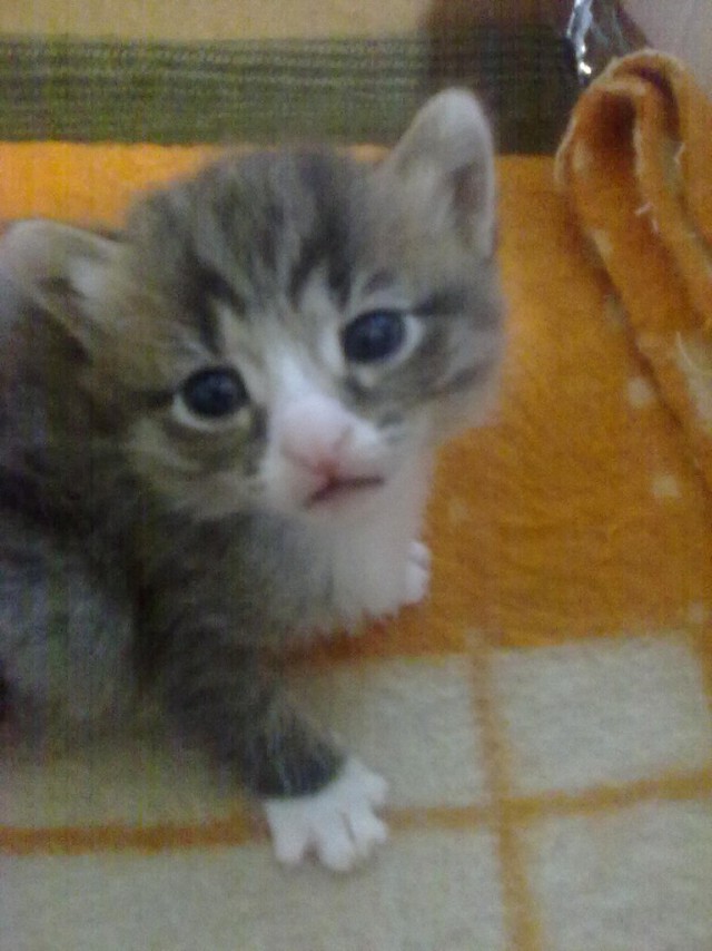 Котовторник 6.05.2014
