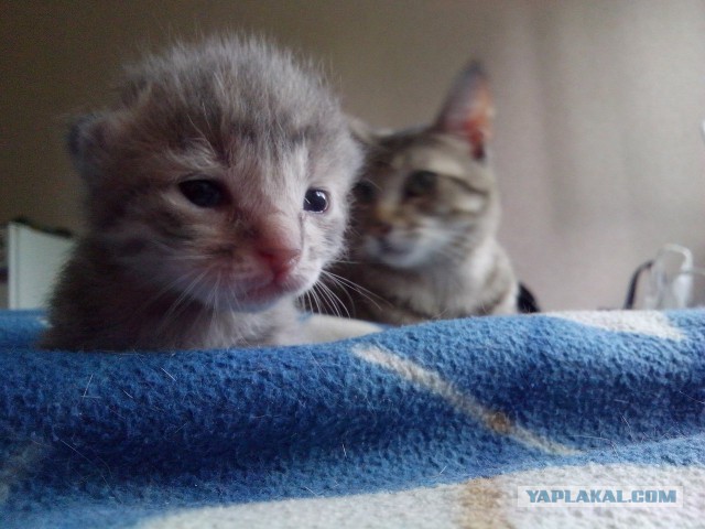 Котовторник 10.06.2014