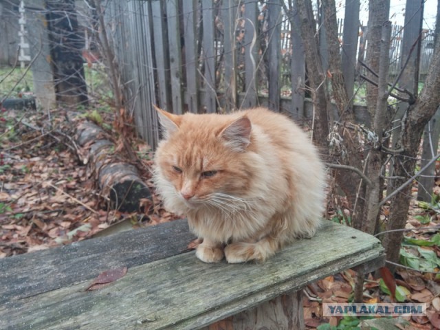 Котовторник 11.11.2014
