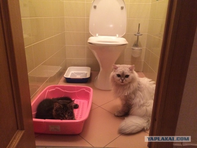 Котовторник 20.01.2015
