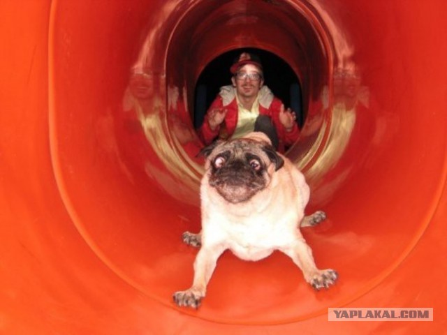 33 фотоиллюзии, которые случились с