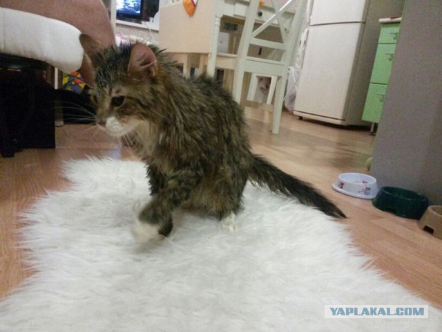 Котовторник