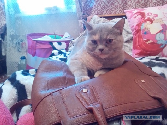 Котовторник 24.03.2015