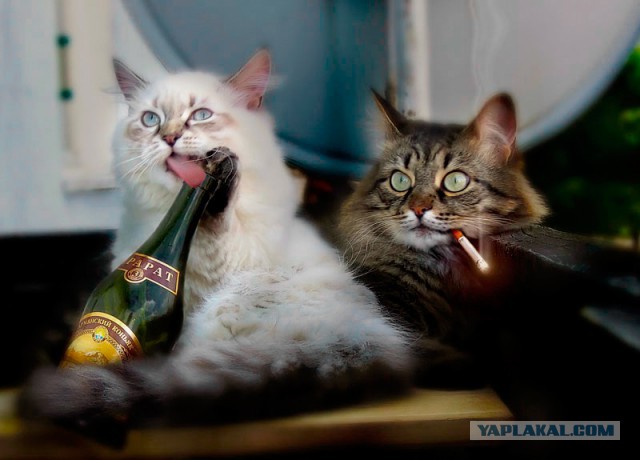 Котовторник 31.03.2015