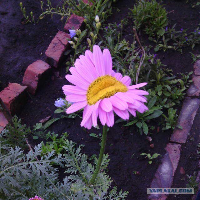Фото ромашек-мутантов из Фукусимы