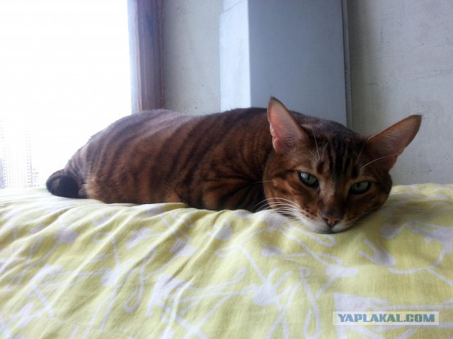 Котовторник