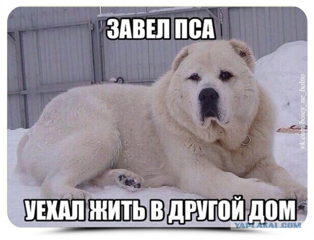 Прикольные фото и картинки