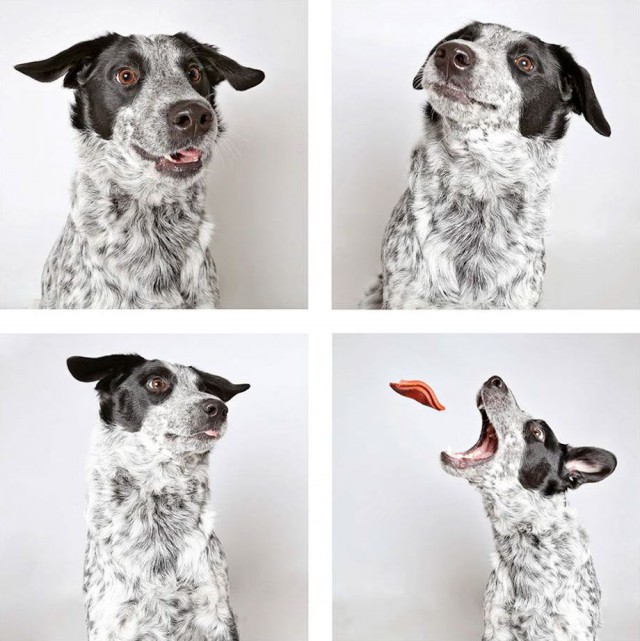 Приют для собак устроил им фотосессию для скорейшего поиска новых хозяев