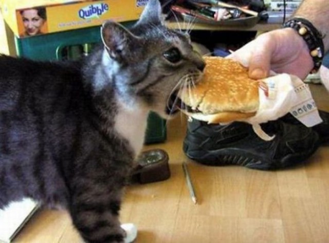 Демы к котовторнику!