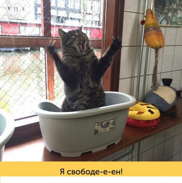 "Оскара" - котикам!