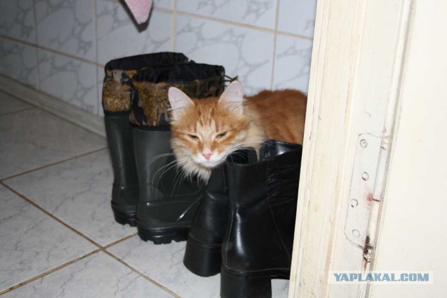 Котовторник 19.07.2016