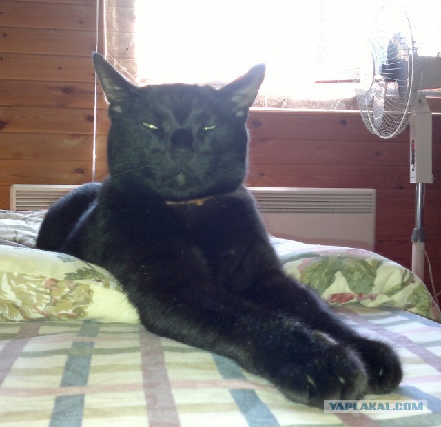 Котовторник 26.07 2016