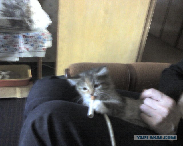 Хотел взять котенка