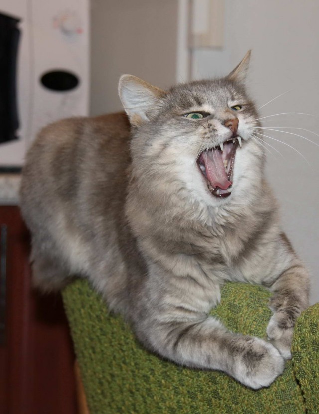 Коты из сети