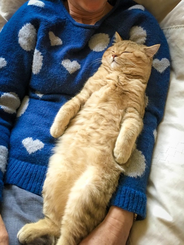 Коты из сети