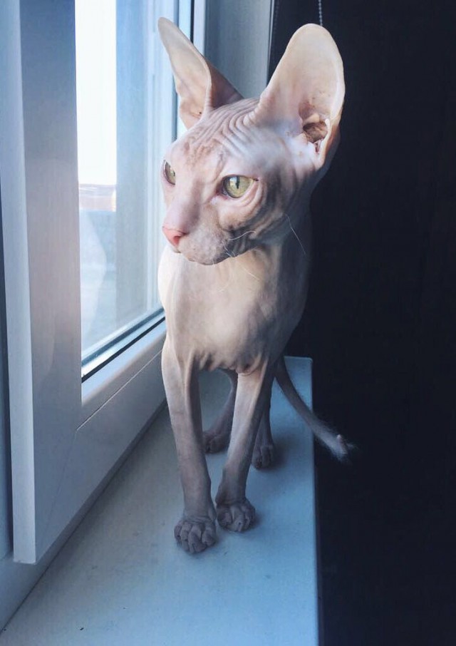 Коты и Кошки