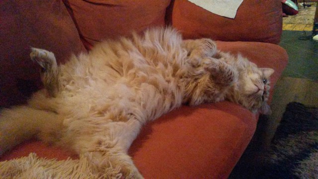 Котовторник 11/04/2017