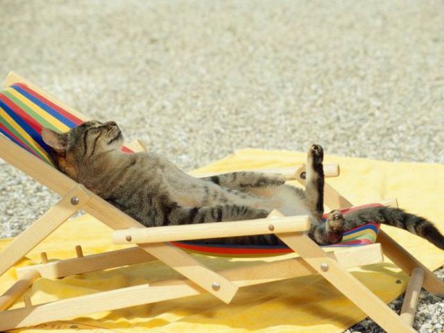 Коты и Кошки